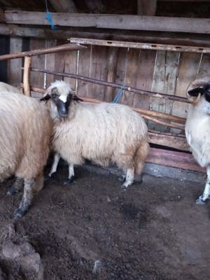 Vând miele și berbecuți de reproducere(de ținut) - imagine 3
