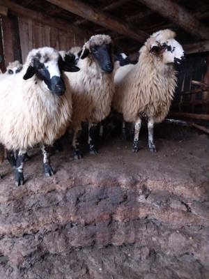 Vând miele și berbecuți de reproducere(de ținut) - imagine 4