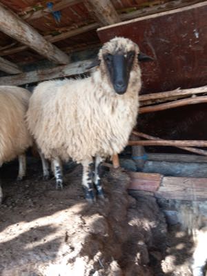 Vând miele și berbecuți de reproducere(de ținut) - imagine 6