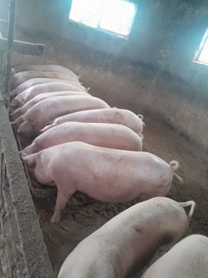Vând porci 100-200kg
