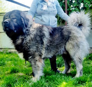 Ciobanesc caucazian rasa pura