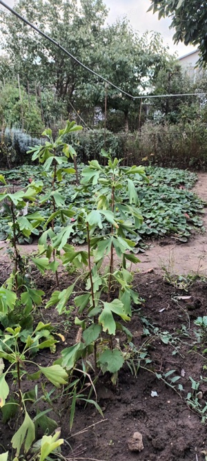 Puieti de Gingko Biloba - imagine 2