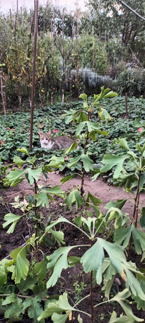 Puieti de Gingko Biloba - imagine 4