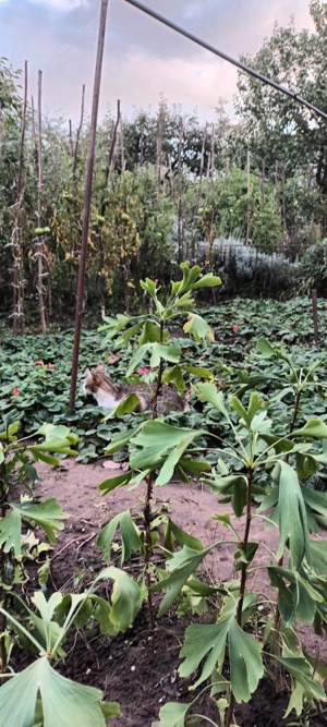 Puieti de Gingko Biloba - imagine 3