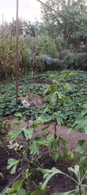 Puieti de Gingko Biloba - imagine 5