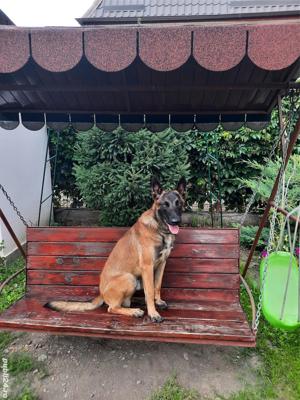 Ciobănesc belgian malinois 