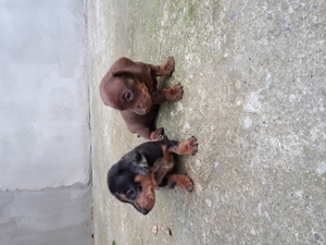 Pui de teckel arlechin dachshund - imagine 4