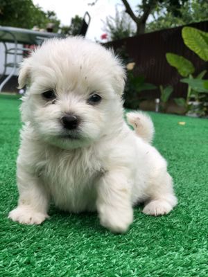 Bison maltez original detin ambi parinti