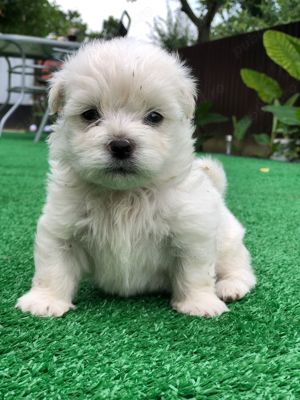 Bison maltez originali detin ambi parinti - imagine 4