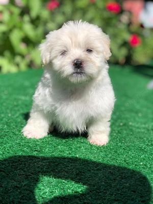 Bison maltez originali detin ambi parinti