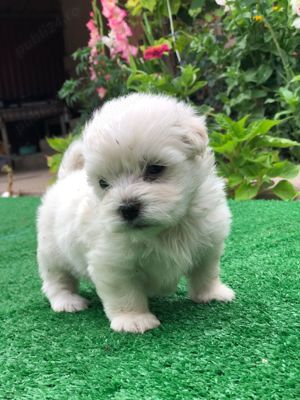 Bison maltez originali detin ambi parinti - imagine 2