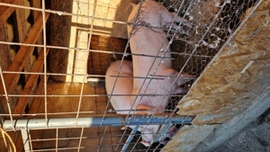 Porci de diferite marimi - imagine 2