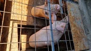 Porci de diferite marimi