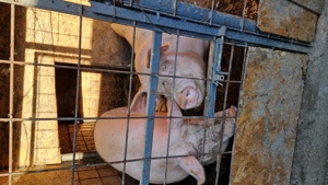 Porci de diferite marimi - imagine 3