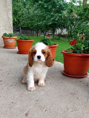 Vand Cavalier King Charles Spaniel