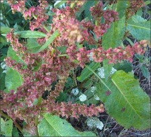 oferta unica 10grame seminte stevie gradina - imagine 3