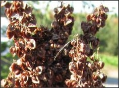 oferta unica 10grame seminte stevie gradina - imagine 2