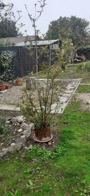 Vand  ghivece cu diferite Flori - imagine 4