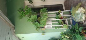 Vand  ghivece cu diferite Flori - imagine 5