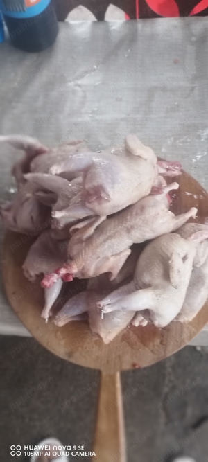 Oua prepelițe pentru consum - imagine 4