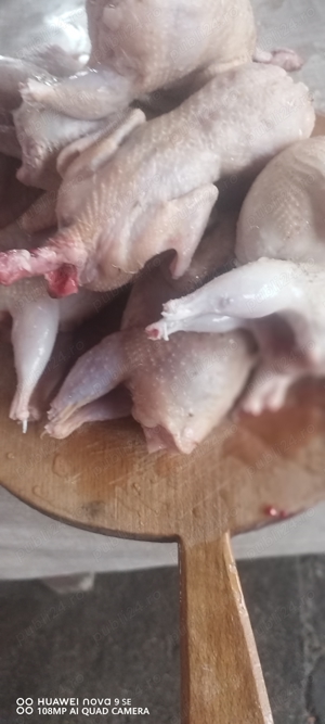 Oua prepelițe pentru consum - imagine 5