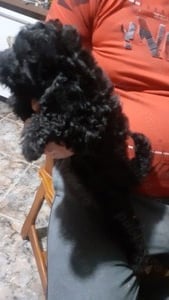 Pudel toy