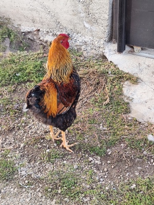 găini wyandotte  - imagine 2