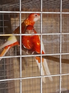 Papagali diferite rase disponibili 