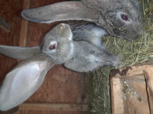 Uriaș german disponibili  - imagine 3