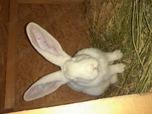 Uriaș german disponibili  - imagine 2