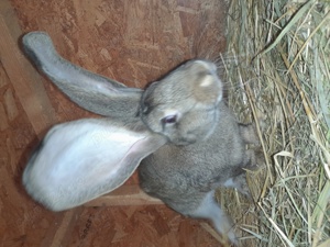 Uriaș german disponibili  - imagine 4