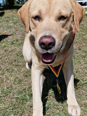 Caut partenera pentru Labrador Retriever  - imagine 4