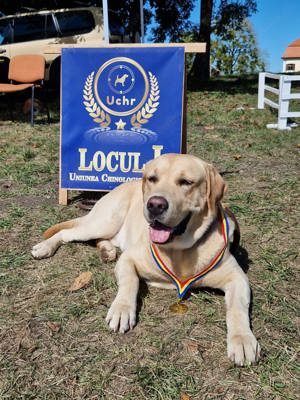 Caut partenera pentru Labrador Retriever 