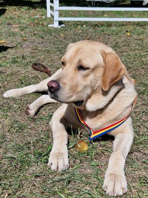 Caut partenera pentru Labrador Retriever  - imagine 3