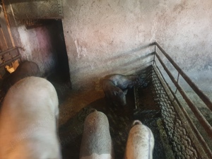 Porci si purcei - imagine 3