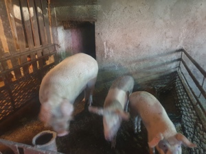 Porci si purcei - imagine 2