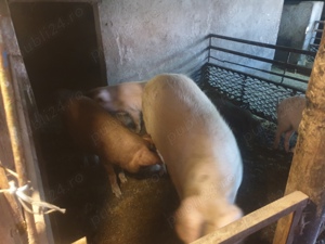 Porci si purcei - imagine 4