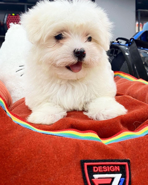 bichon maltez alb femela