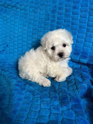 pui bichon  maltez albi  - imagine 4