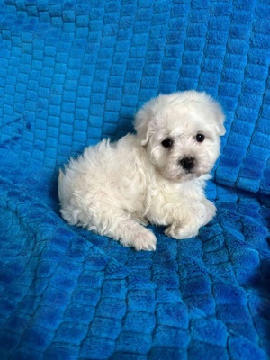 pui bichon  maltez albi  - imagine 3