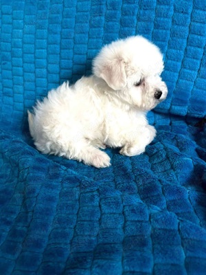 pui bichon  maltez albi  - imagine 2