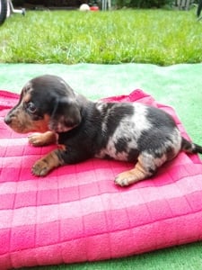 Pui de teckel arlechin dachshund - imagine 2