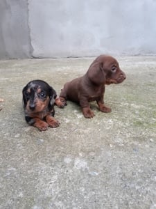 Pui de teckel arlechin dachshund - imagine 5