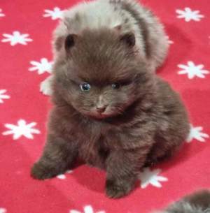 Asigur transport !!! Pui Pomeranian Ciocolatiu EXTRA EXTRA mic !!!