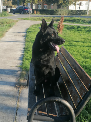 Ciobanesc german alsacian - imagine 2