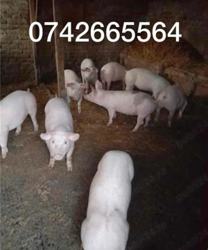 Vand porci purcei  10 lei kg la cântar  - imagine 3