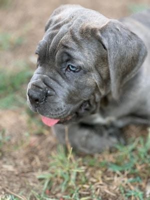 Căței Cane Corso cu pedigree tip A 