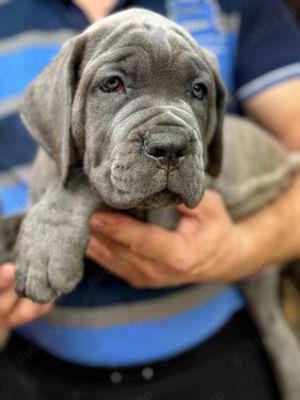 Cane Corso cu pedigree tip A  - imagine 3 Cane Corso cu pedigree tip A  - imagine 3