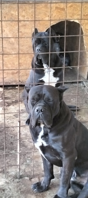 Căței Cane Corso cu pedigree tip A  - imagine 5