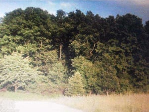 GRATIS 500.mp.VIND teren cu padure 1,05.Ha.( zona  Moneasa, loc. Cuied.).